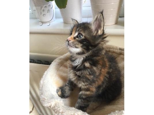 Maine Coon γατάκια προς πώληση